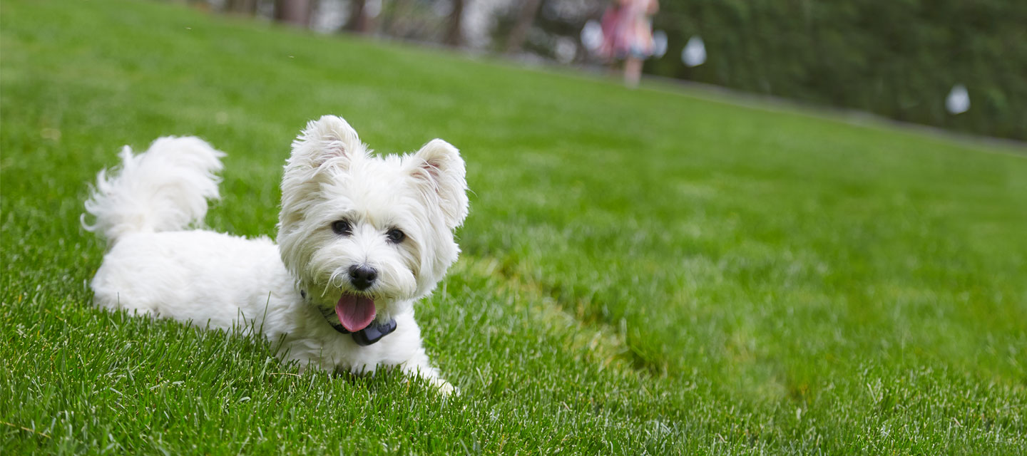 Contact Hudson Valley DogWatch for Professional Hidden Fence Installation in Orange County Image