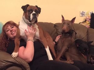 Harley the Boxer and Apollo and Athena the Doberman Pinschers with mom Elescia