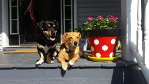 Riley the Dachshund/Basset Hound mix and Tucker the Lab/Corgi mix