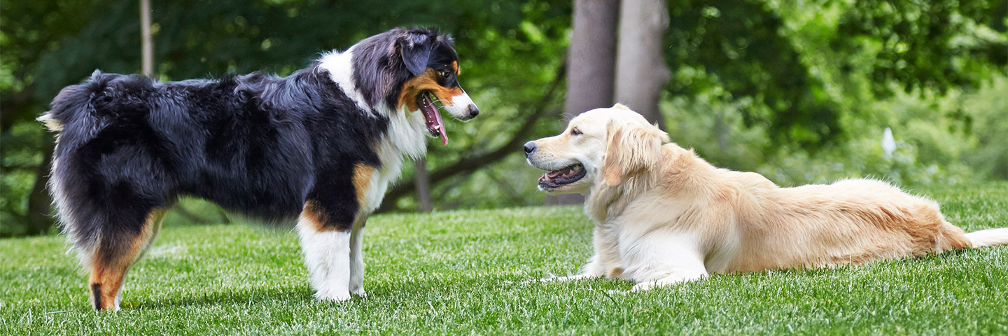 Hudson Valley DogWatch, Gardiner, New York | Outdoor Hidden Dog Fences Slider Image