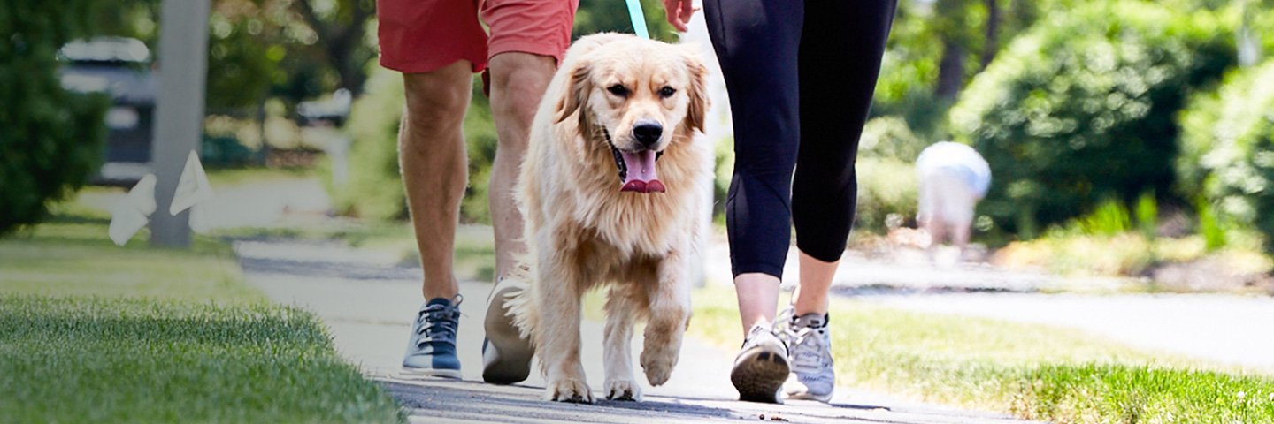 Hudson Valley DogWatch, Gardiner, New York | SideWalker Leash Trainer Slider Image