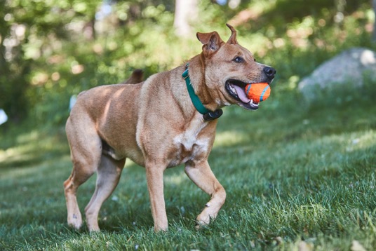 Traditional Fences vs Dog Watch Fences